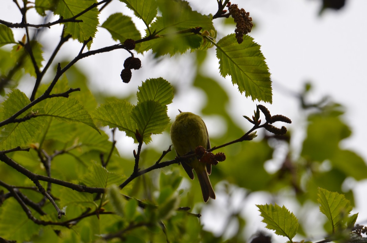 Orange-crowned Warbler - ML637067887