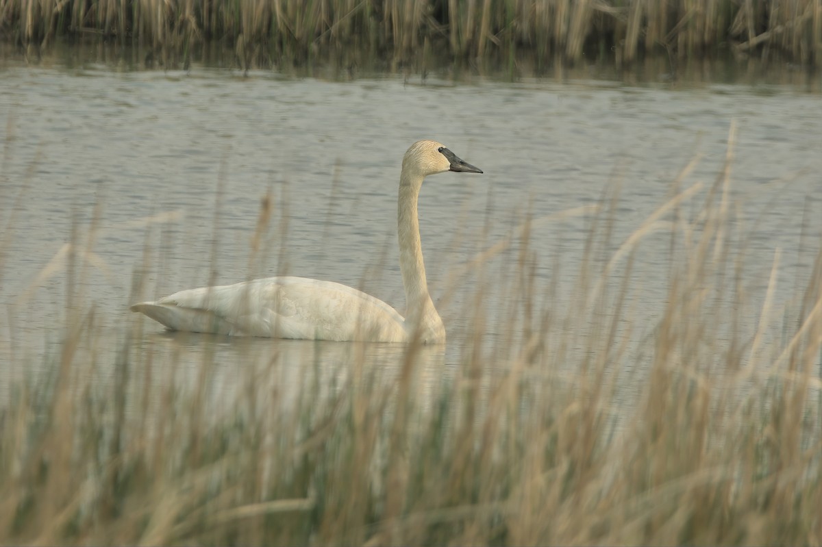 Cygne trompette - ML637067905