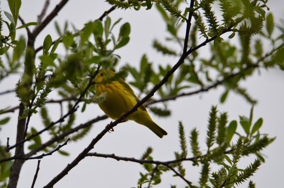 Yellow Warbler (Northern) - ML637067907