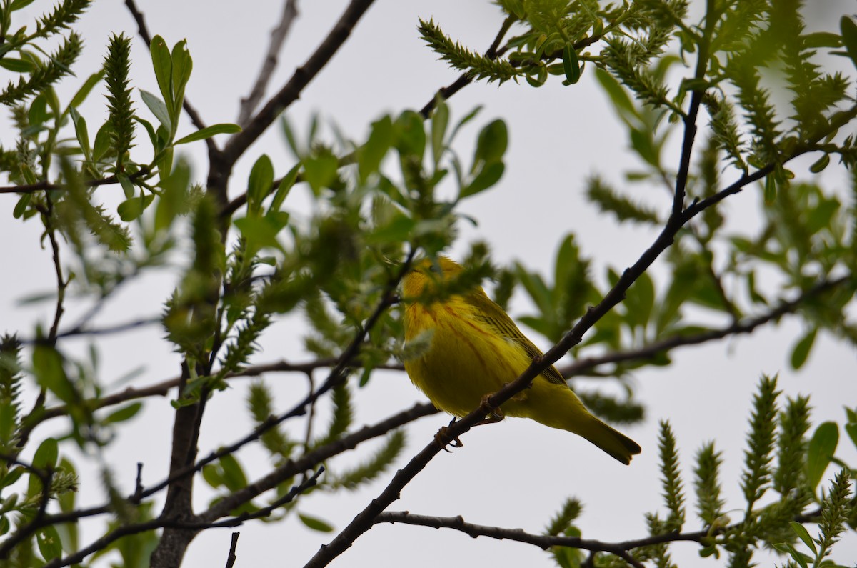 Yellow Warbler (Northern) - ML637067908