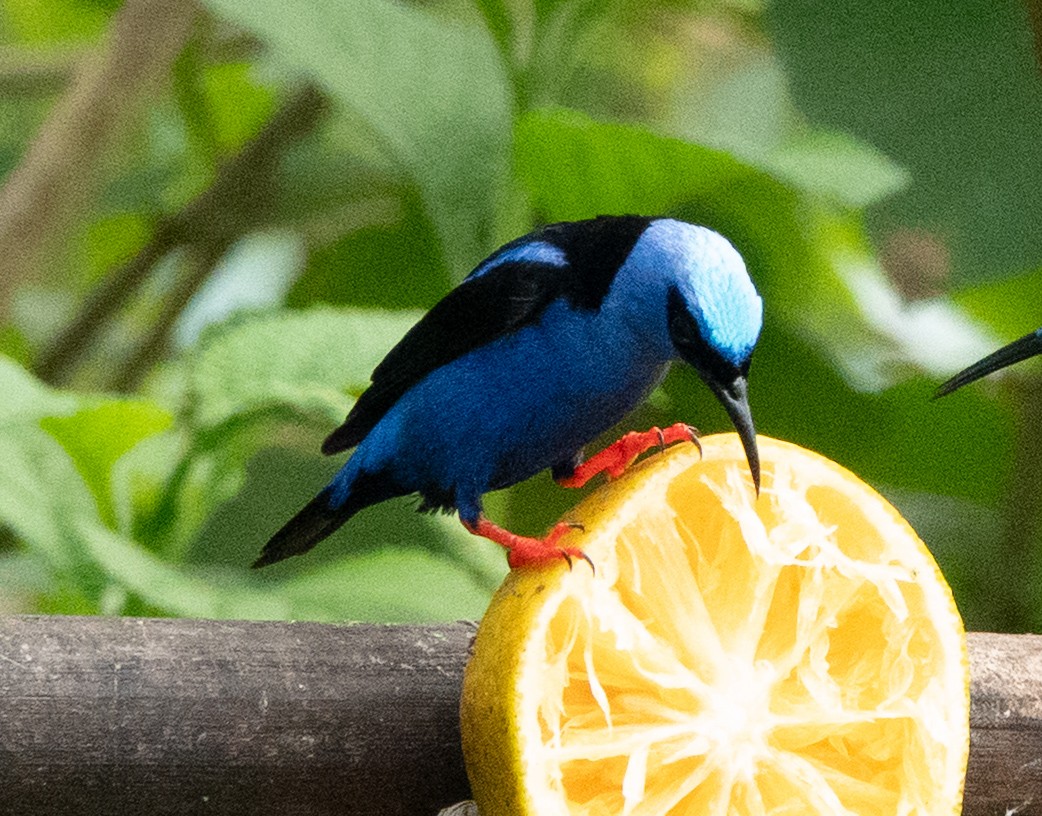 Red-legged Honeycreeper - ML637067941