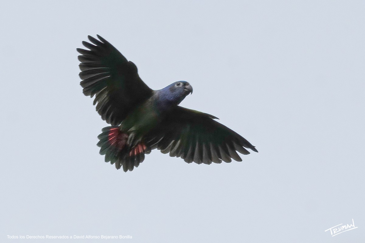 Blue-headed Parrot - ML637067953
