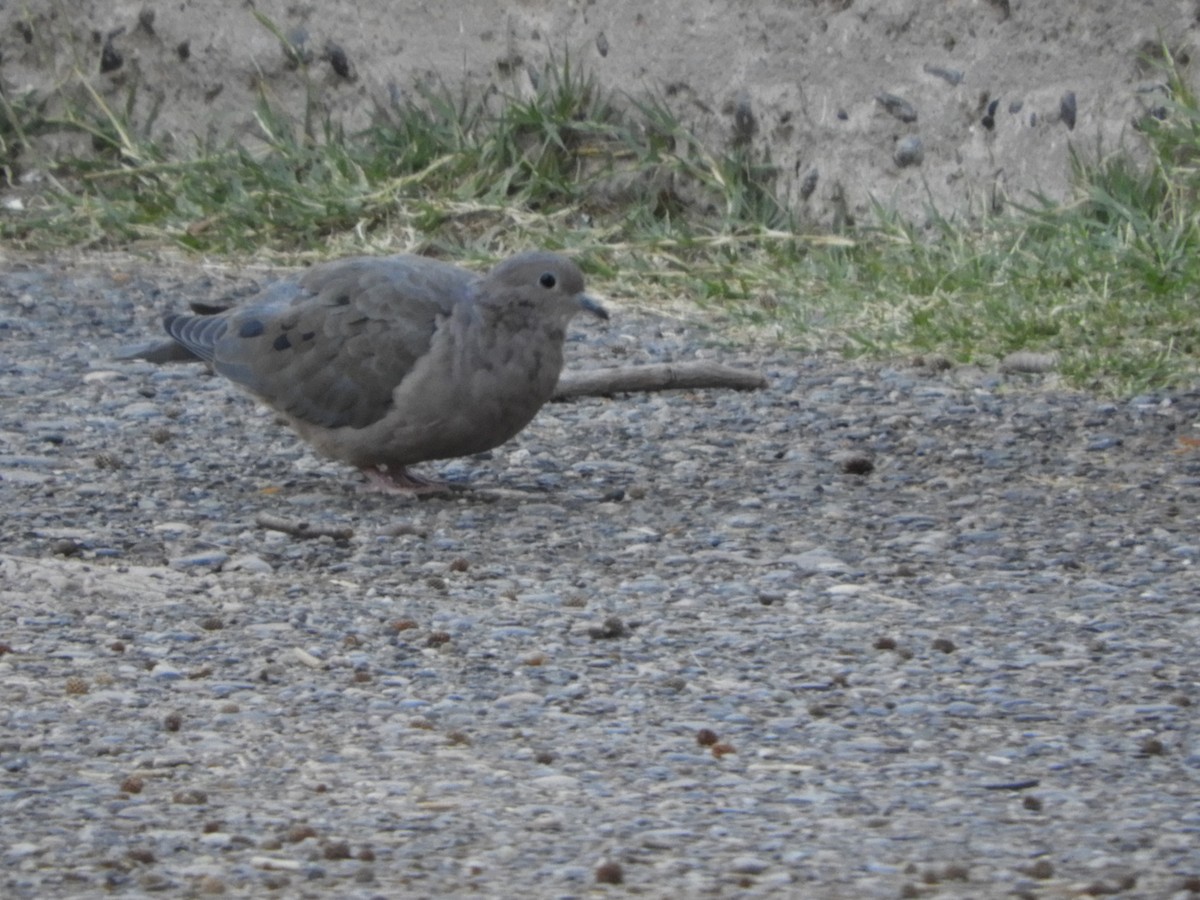 Eared Dove - ML637067957