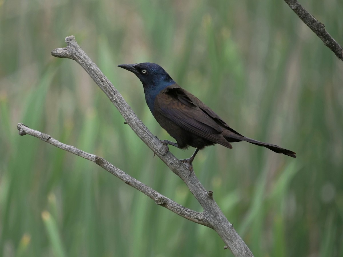 Common Grackle - ML637067958
