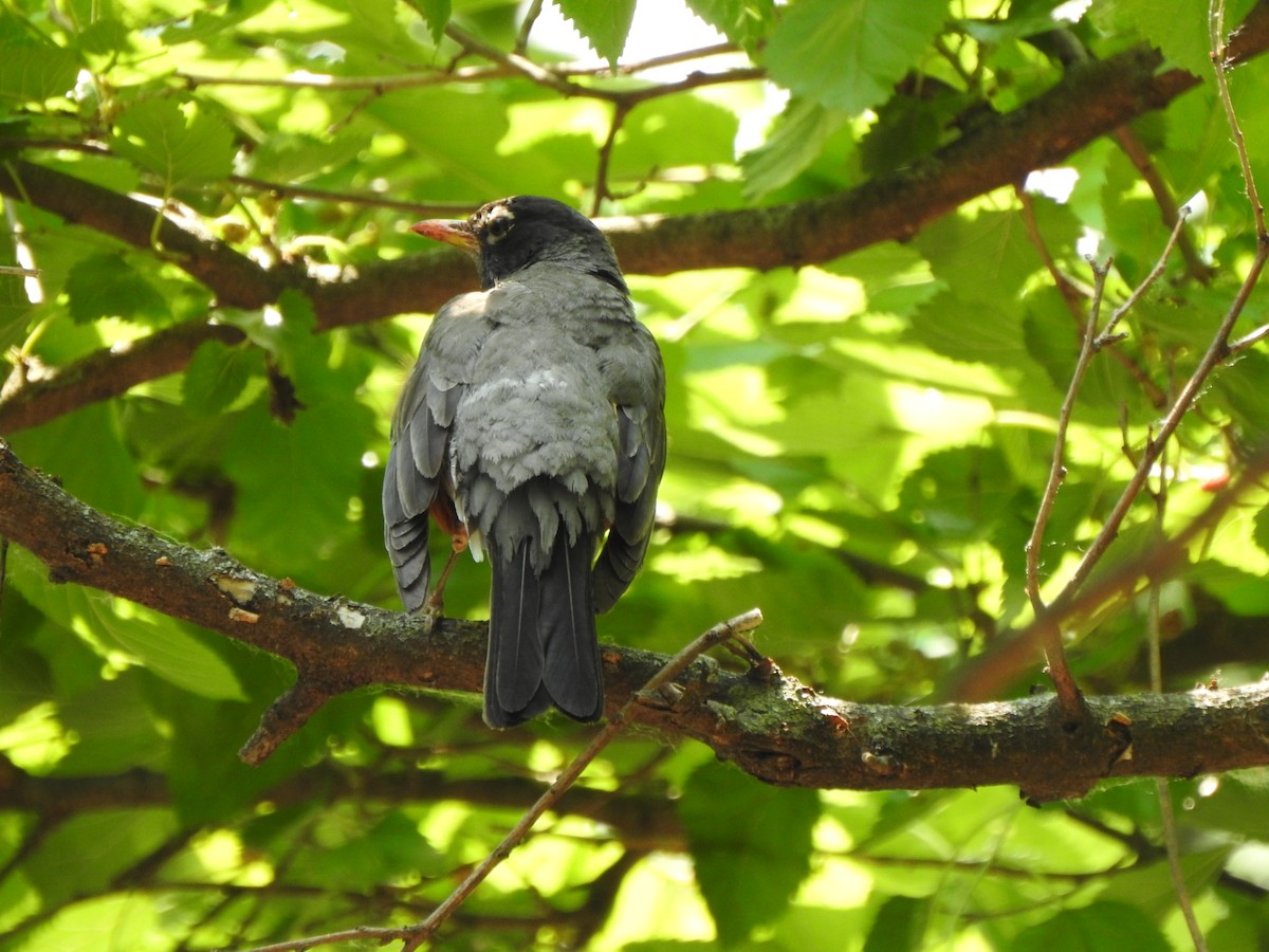 American Robin - ML637067960