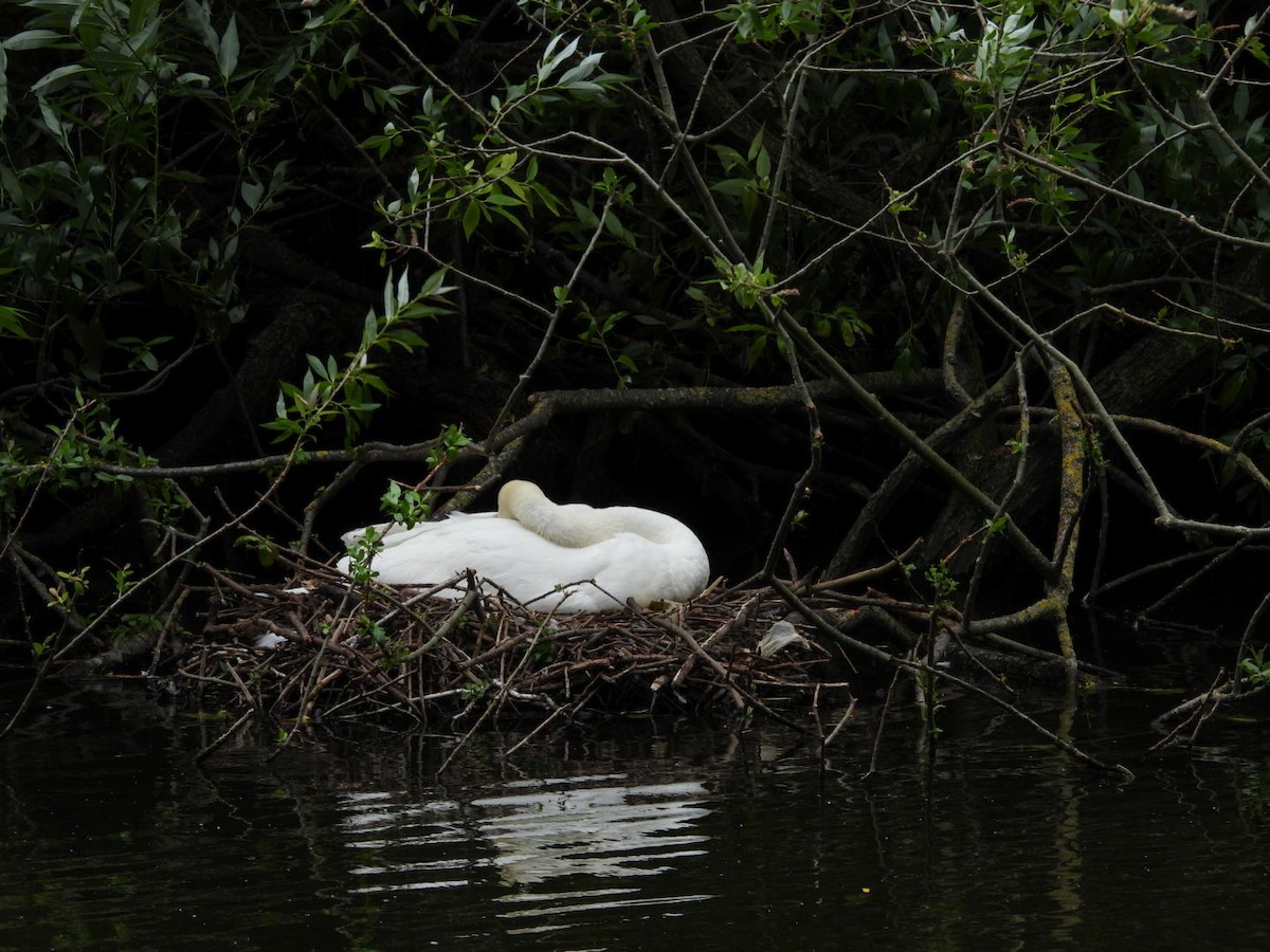 Mute Swan - ML637067961