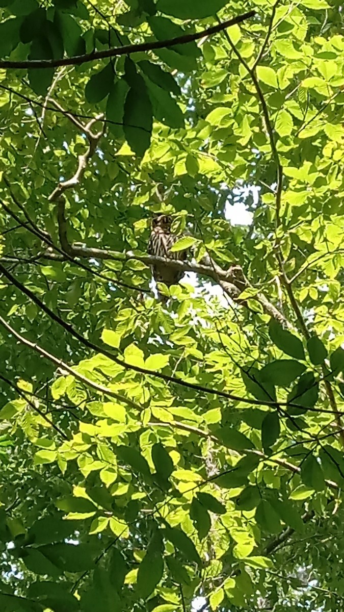 Barred Owl - ML637067962