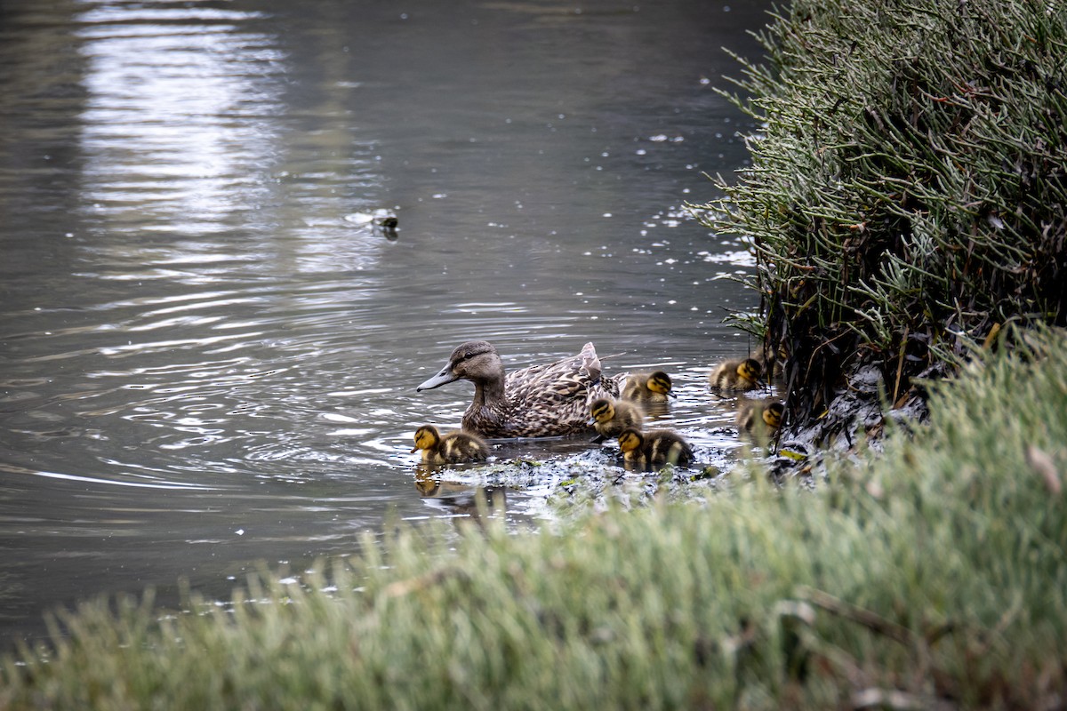 Mallard - ML637067963