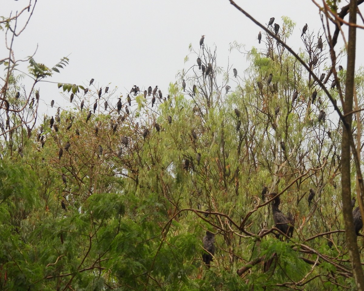 Neotropic Cormorant - ML637067964
