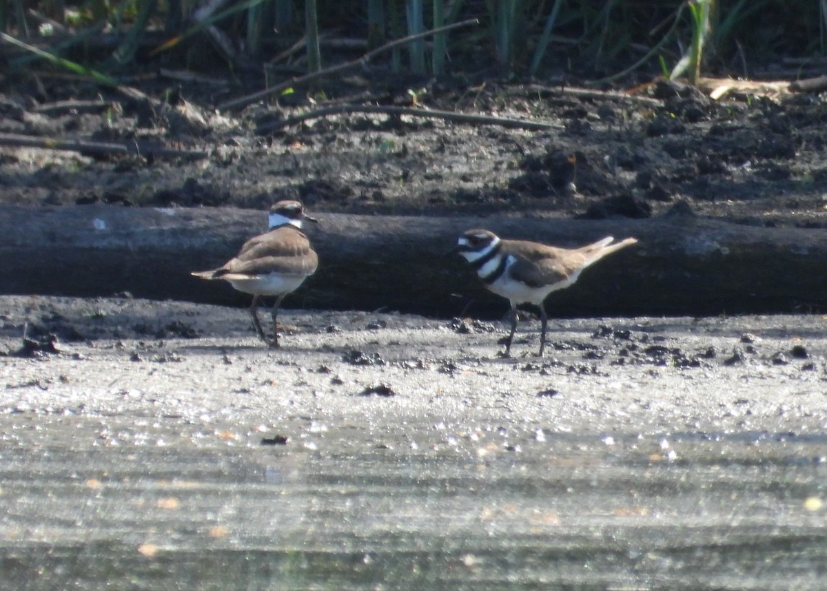 Killdeer - ML637067966