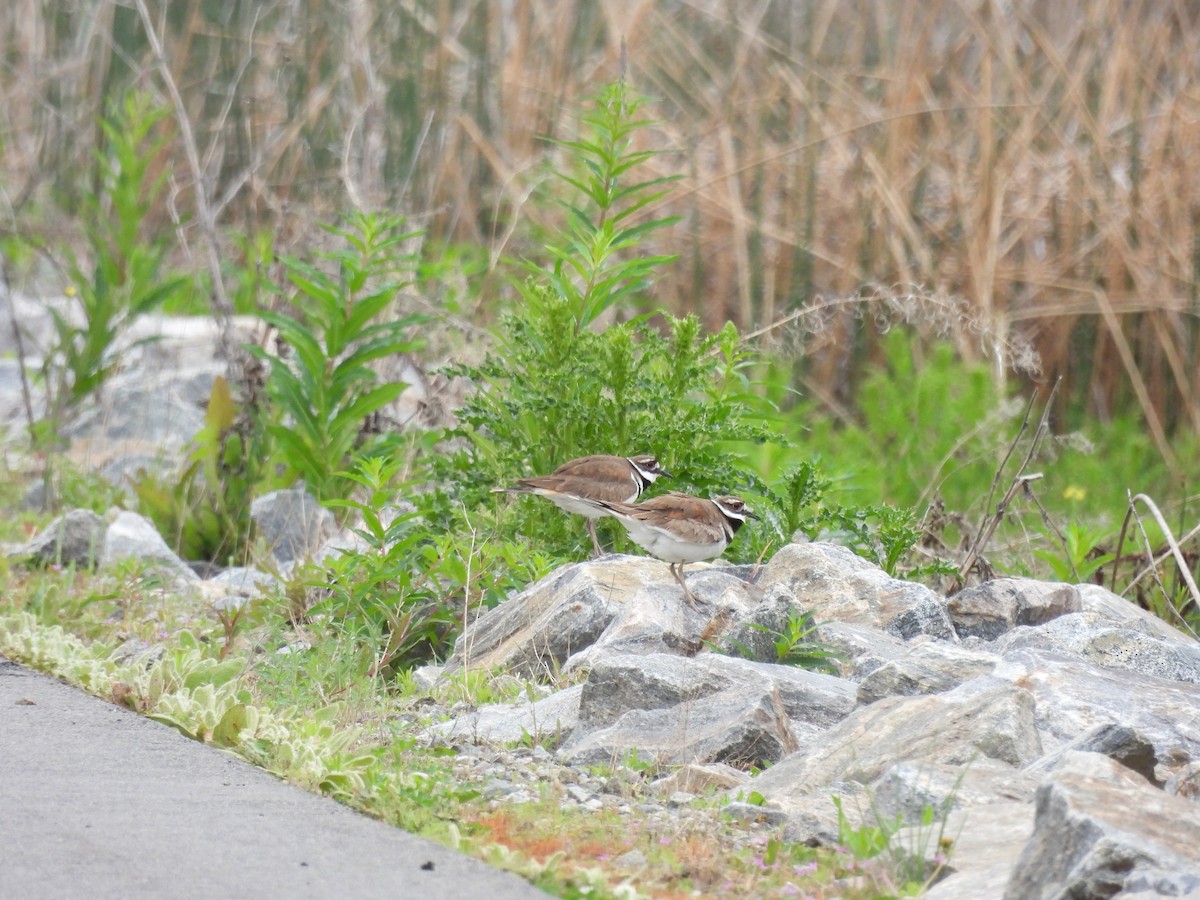 Killdeer - ML637067967