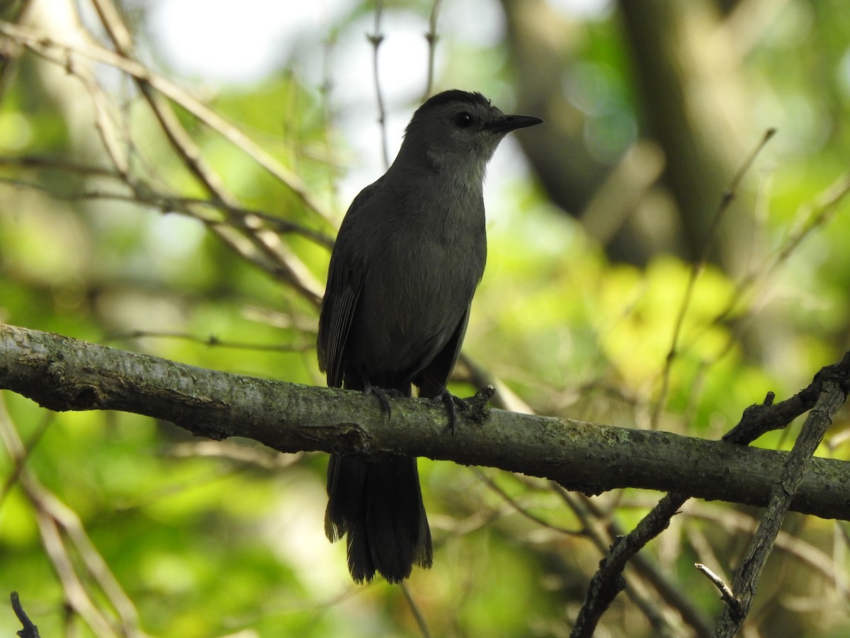 Gray Catbird - ML637067968
