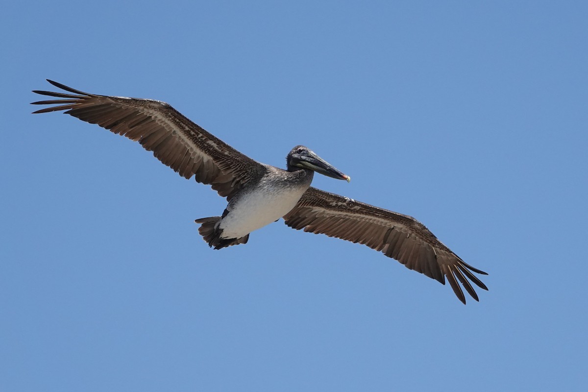 Brown Pelican - ML637067969