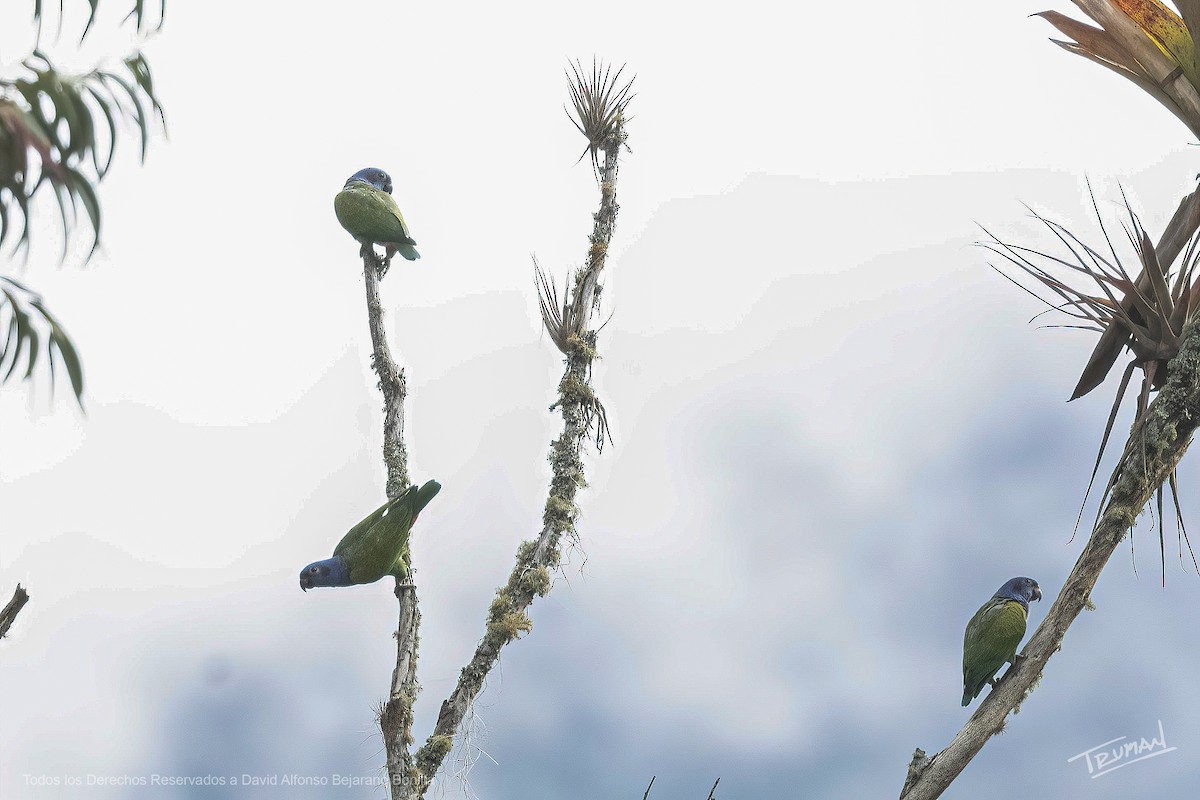 Blue-headed Parrot - ML637067971