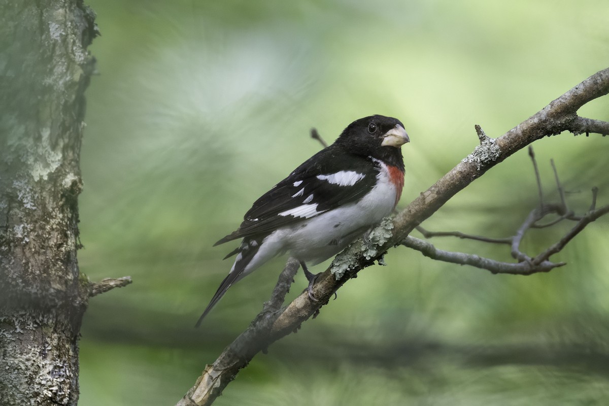 Rose-breasted Grosbeak - ML637067972