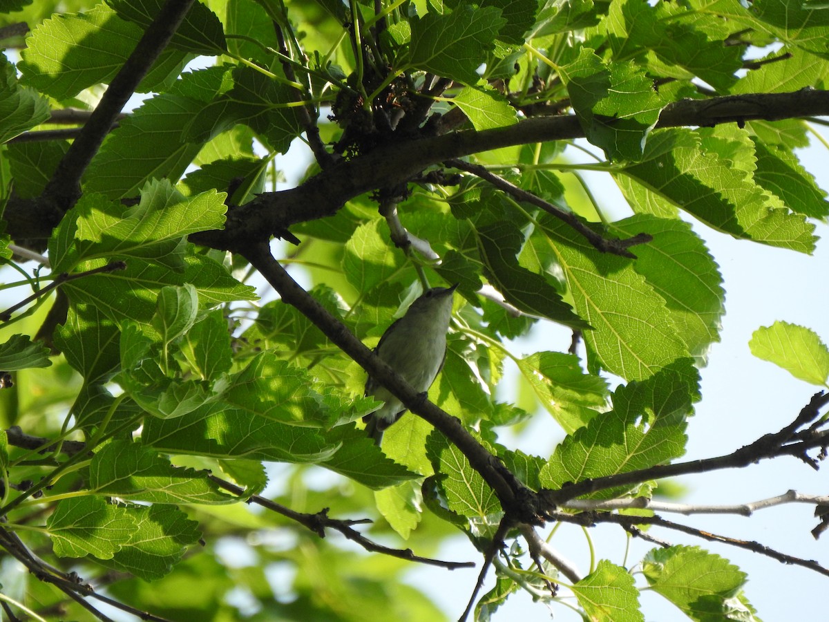 Blue-gray Gnatcatcher - ML637067973