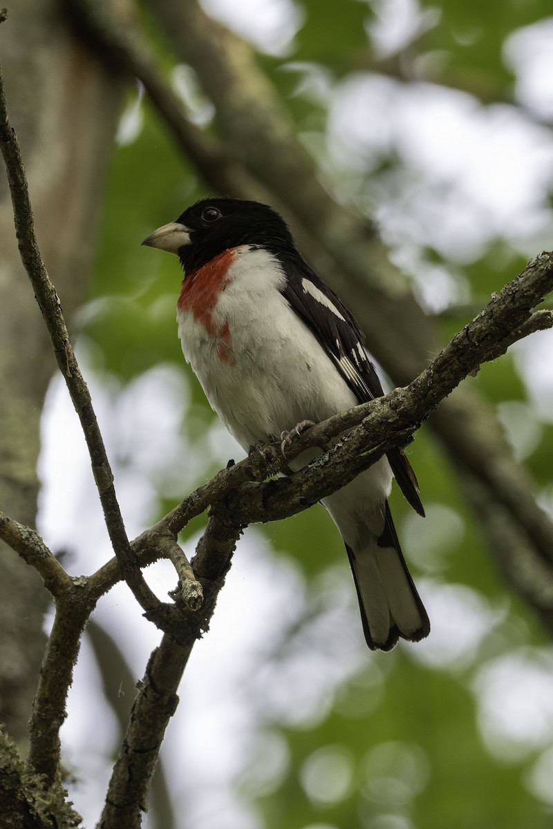 Rose-breasted Grosbeak - ML637067974