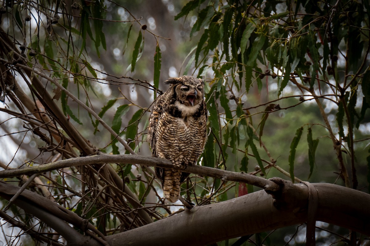 Great Horned Owl - ML637067975