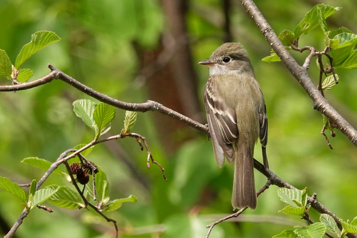 Least Flycatcher - ML637067976