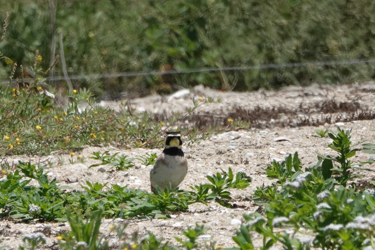 Horned Lark - ML637067978