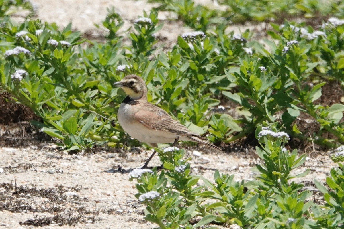 Horned Lark - ML637067979