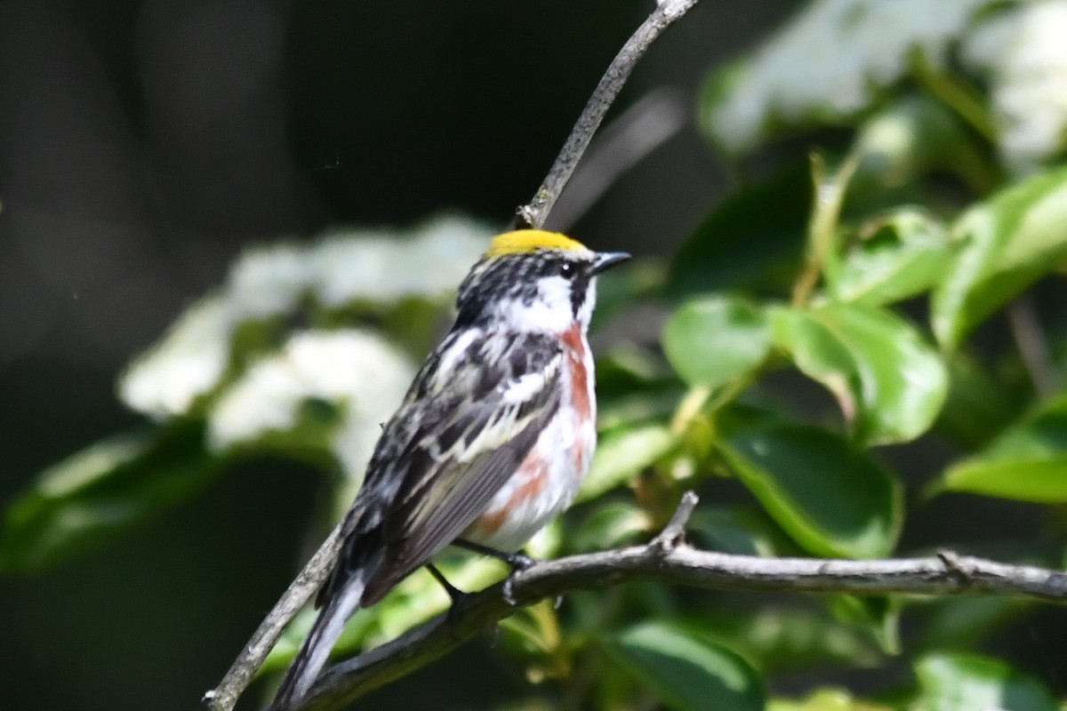 Chestnut-sided Warbler - ML637067980