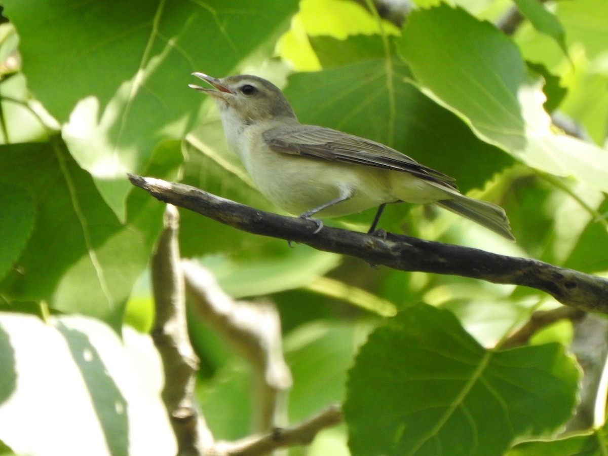 Warbling Vireo - ML637067982