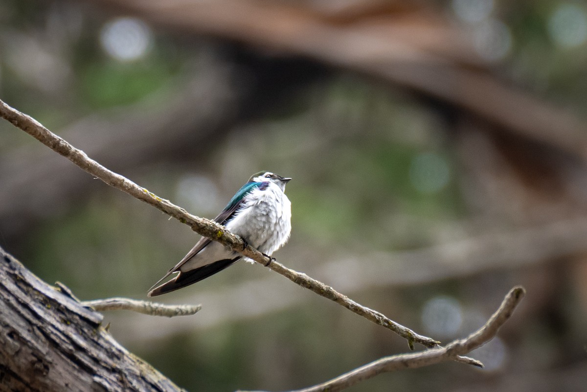 Violet-green Swallow - ML637067984