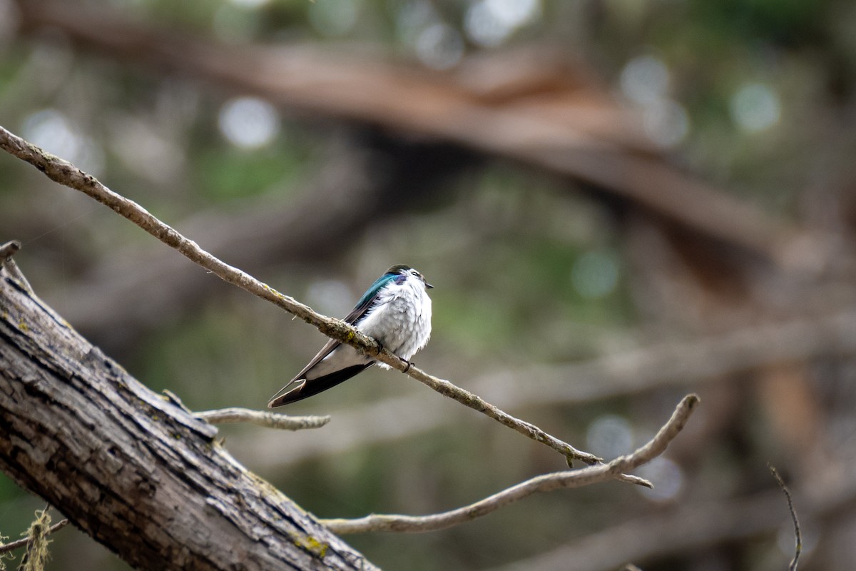 Violet-green Swallow - ML637067985
