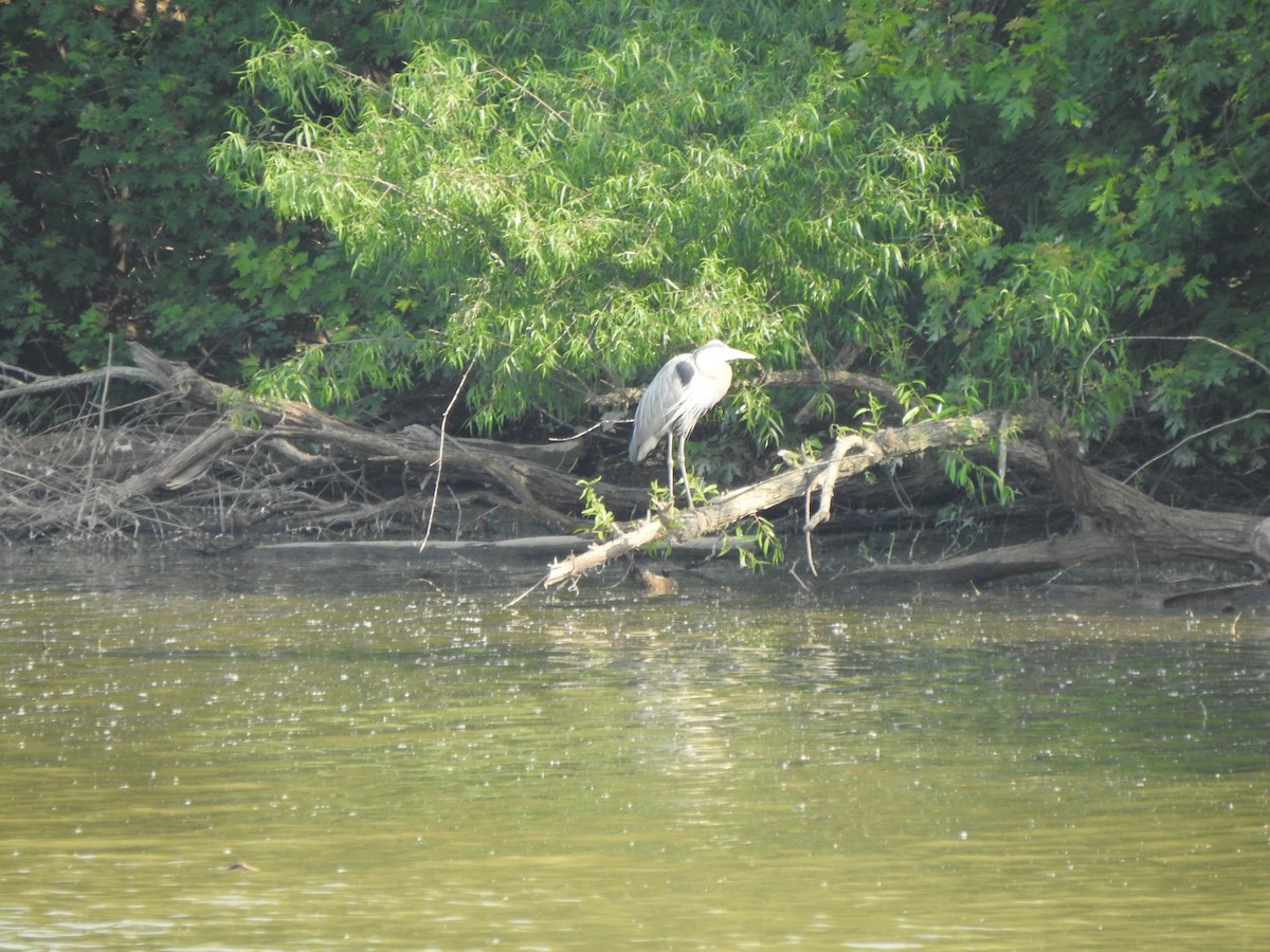 Great Blue Heron - ML637067986
