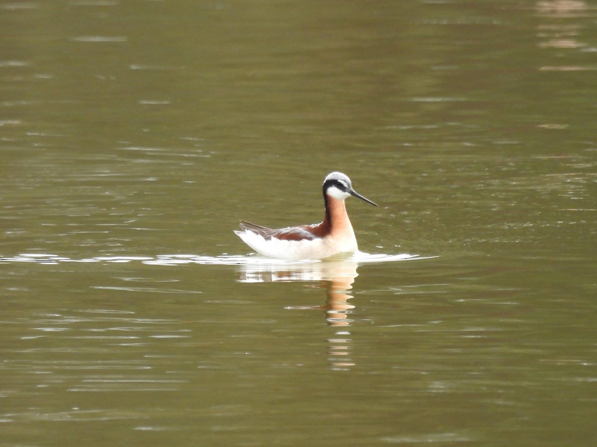 Wilson's Phalarope - ML637067988