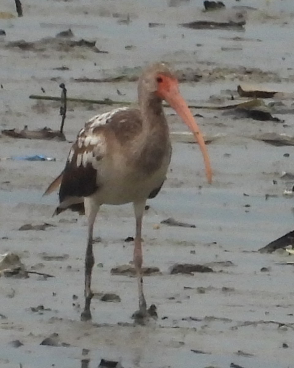 White Ibis - ML637067989