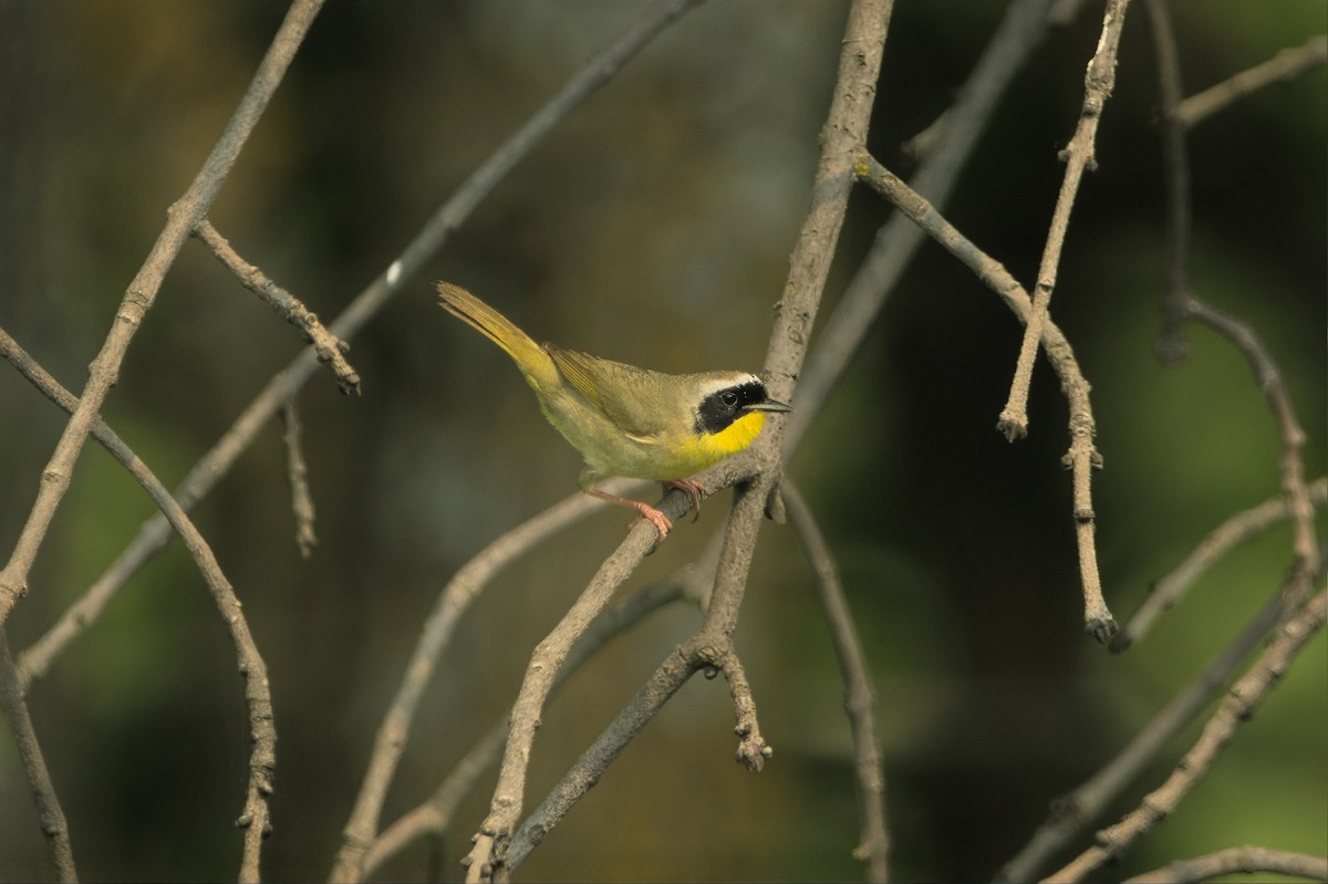 Paruline masquée - ML637068030