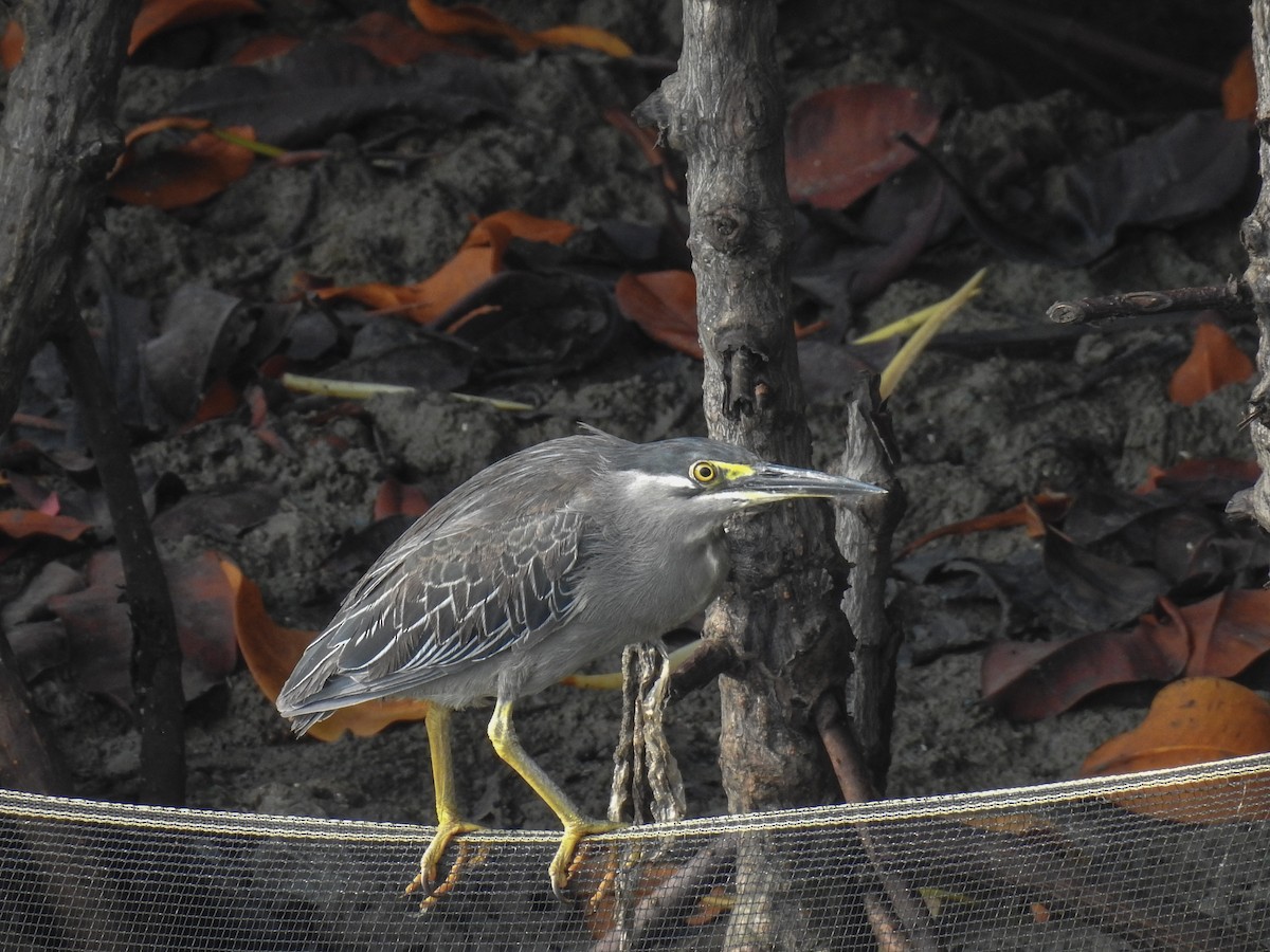 Striated Heron - ML63706811