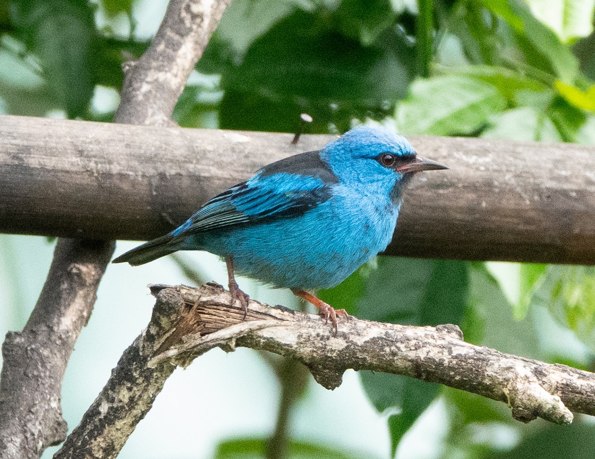 Blue Dacnis - ML637068135
