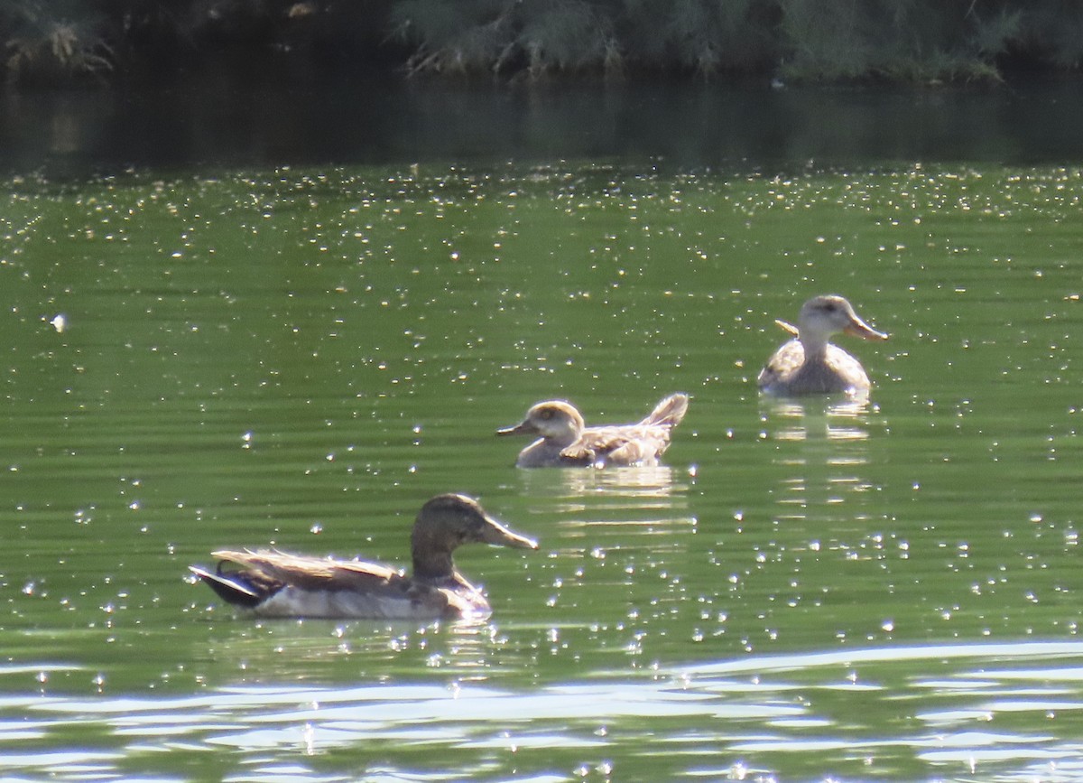 Hooded Merganser - ML637068143