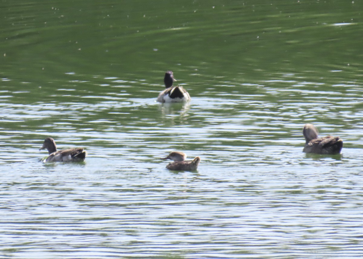 Hooded Merganser - ML637068144