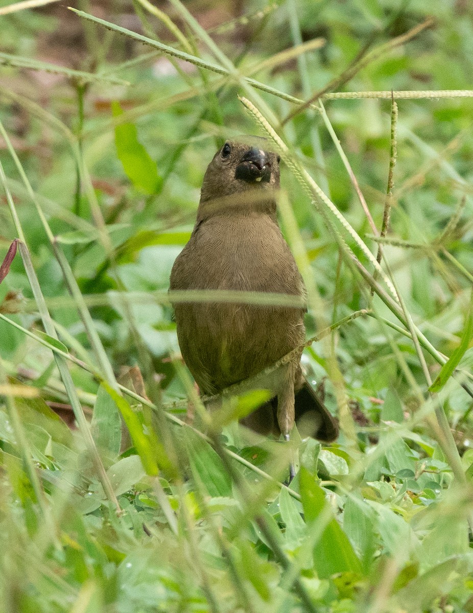 Variable Seedeater - ML637068156