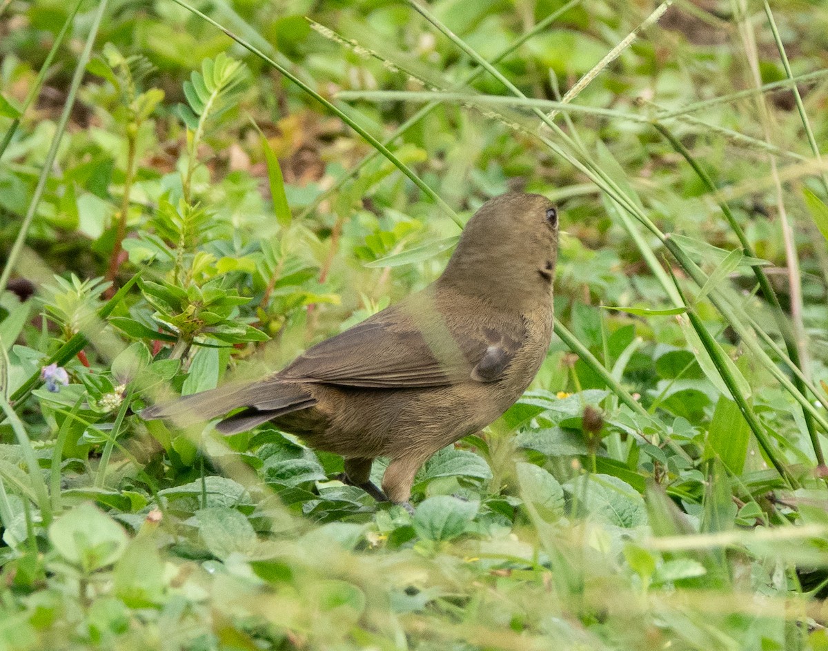 Variable Seedeater - ML637068157