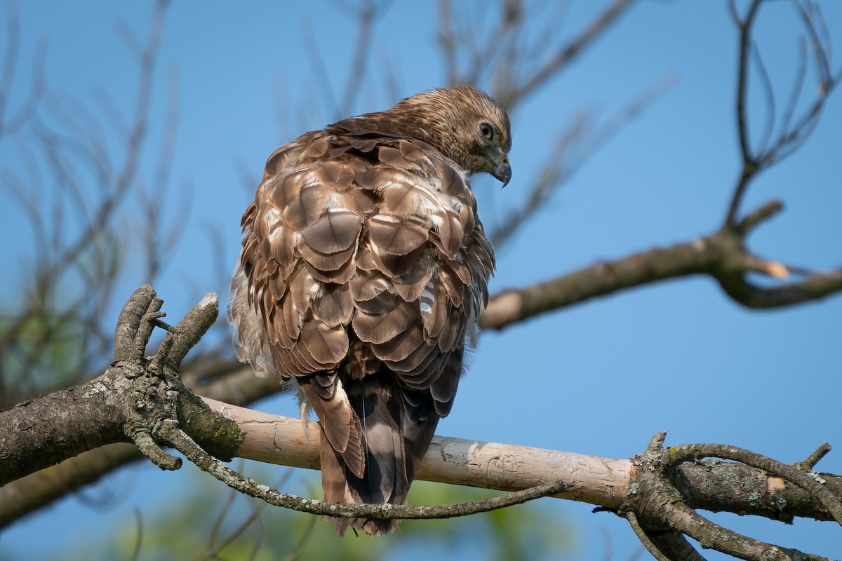 Broad-winged Hawk - ML637068179