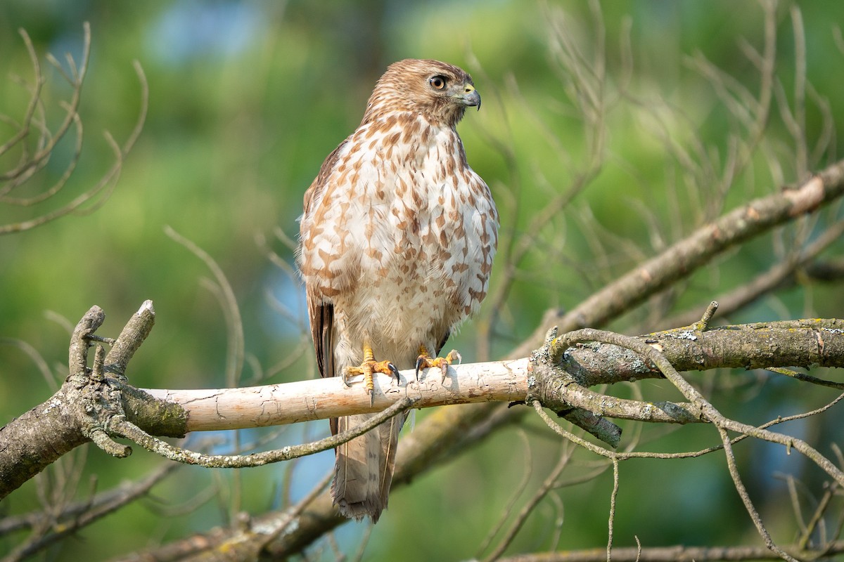 Broad-winged Hawk - ML637068181