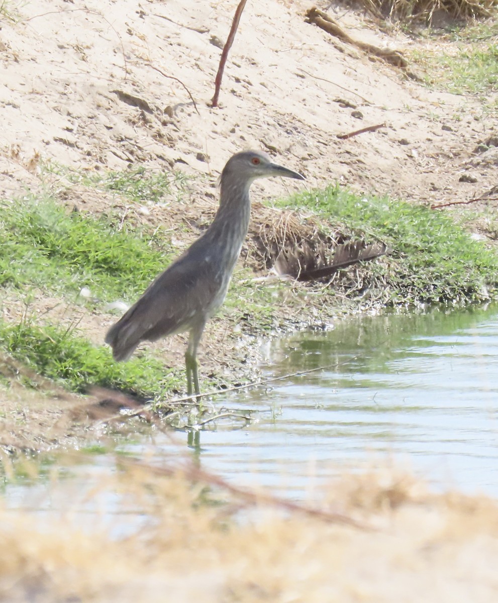Black-crowned Night Heron - ML637068187