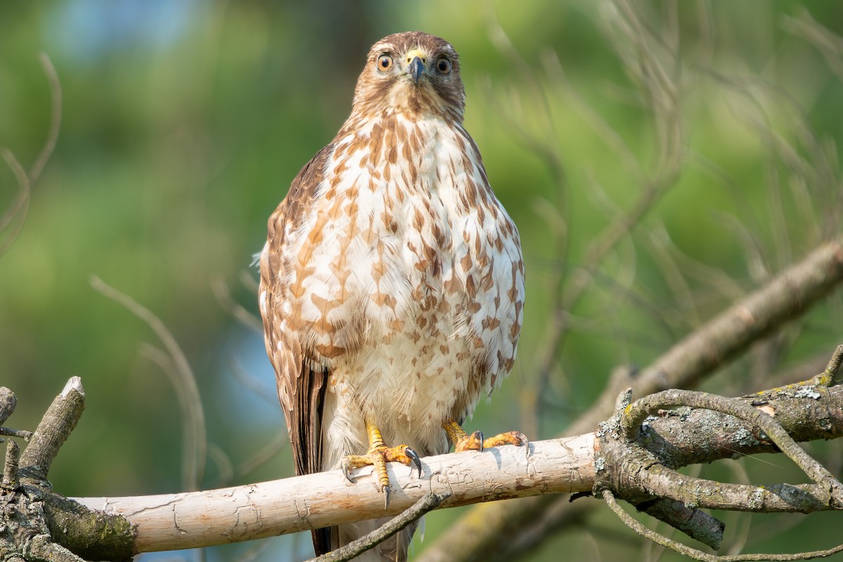 Broad-winged Hawk - ML637068197