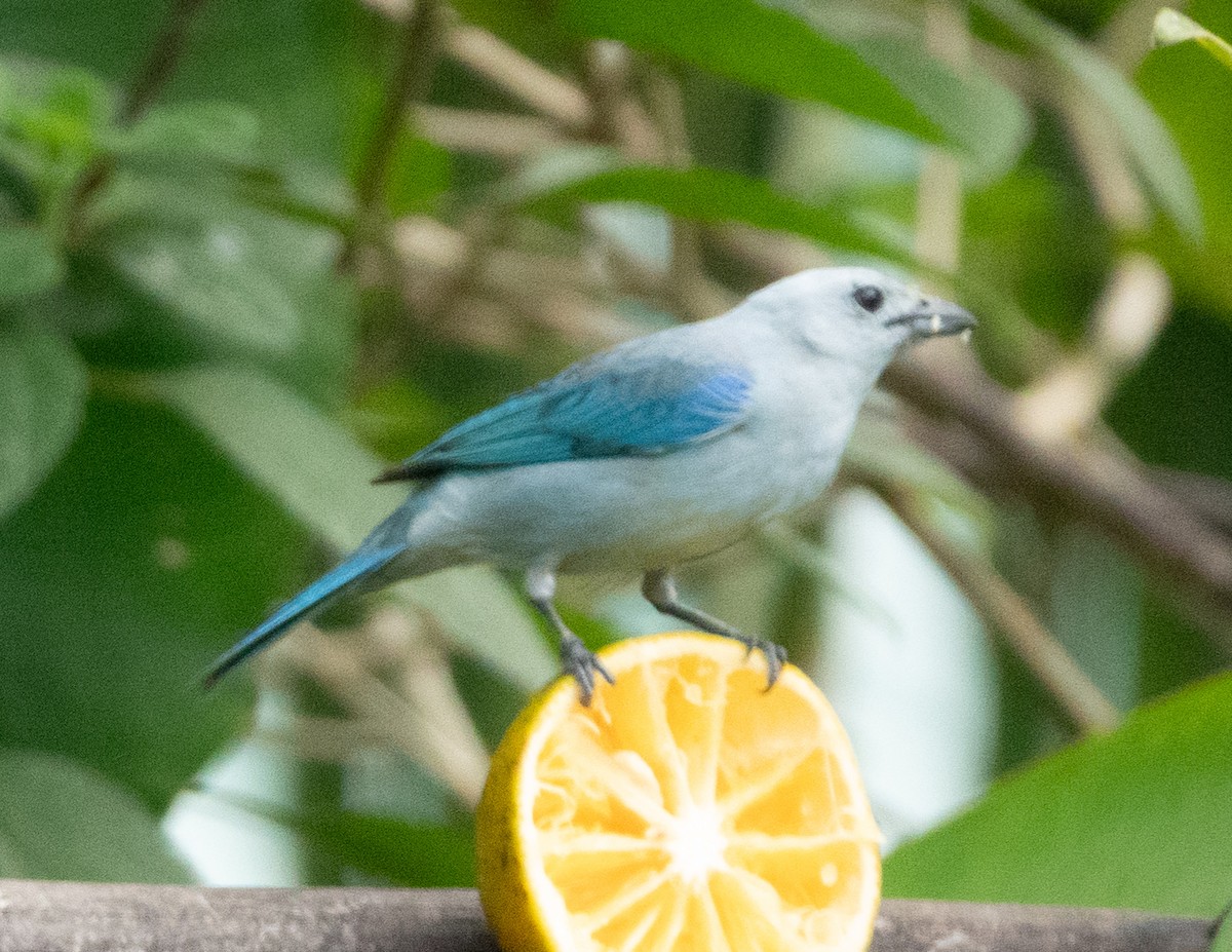 Blue-gray Tanager - ML637068221