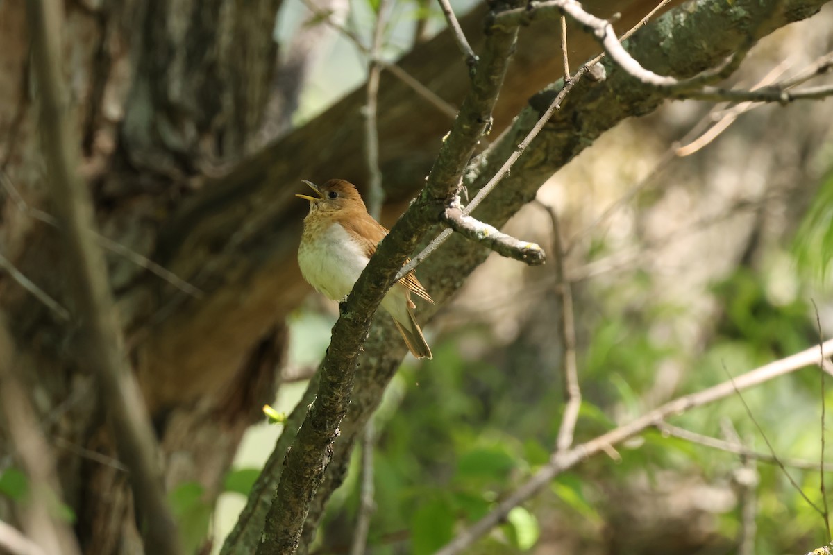 Veery - ML637068283