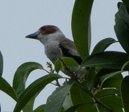 Black-crowned Tityra - ML637068385