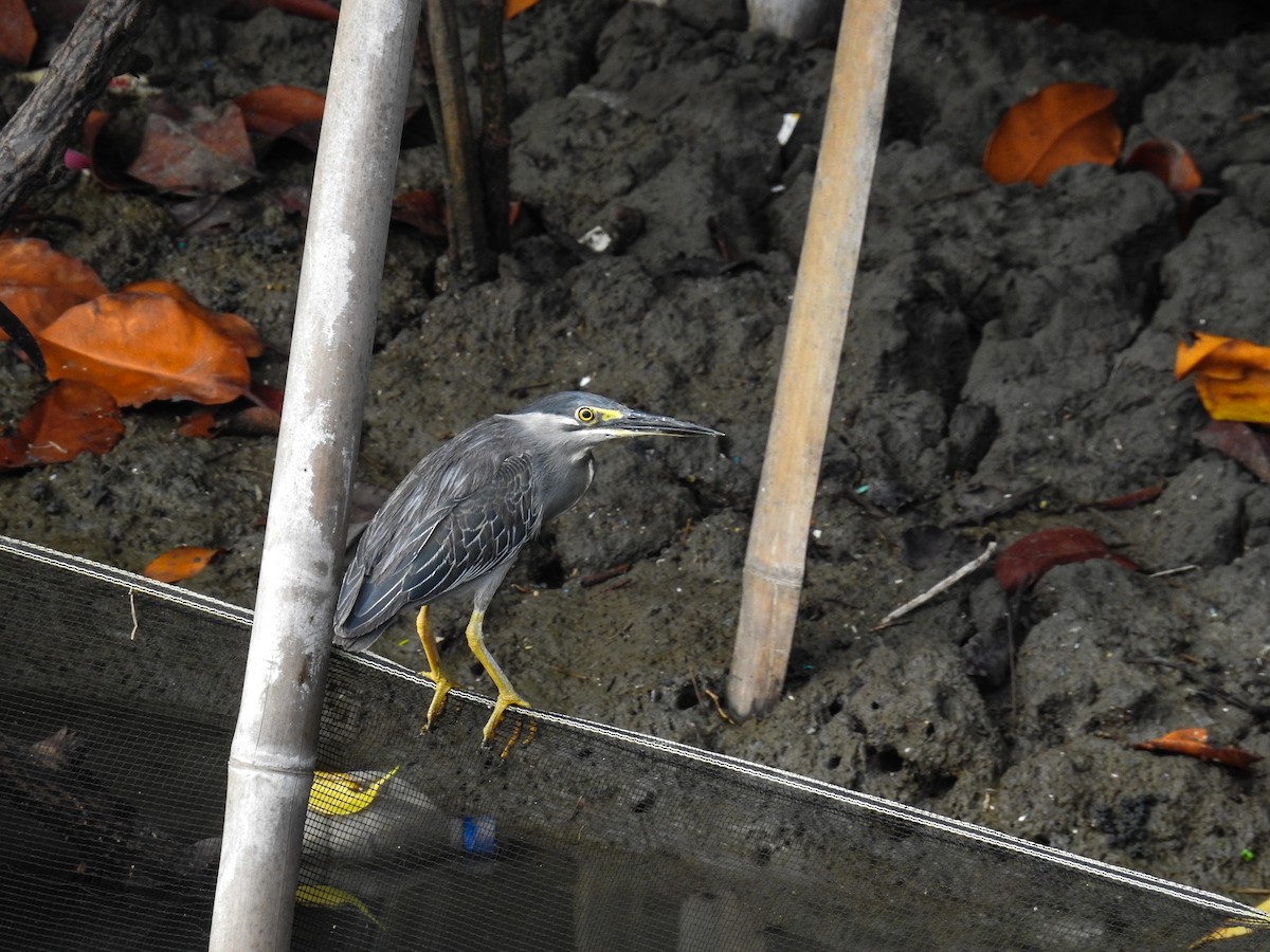 Striated Heron - ML63706841