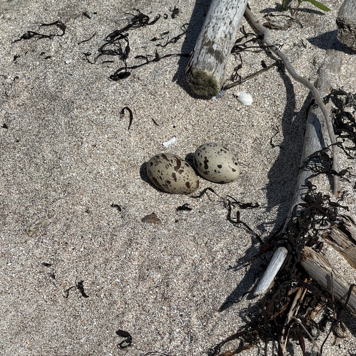 American Oystercatcher - ML637068448