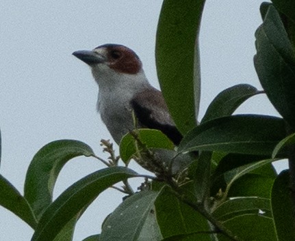 Black-crowned Tityra - ML637068458
