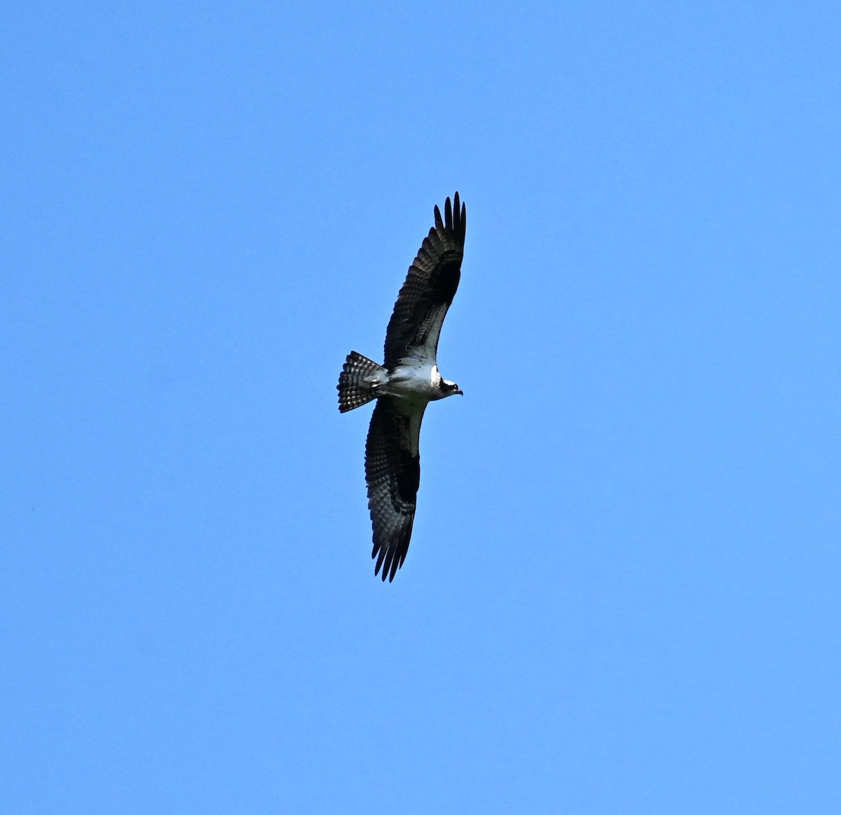 fiskeørn - ML637068472